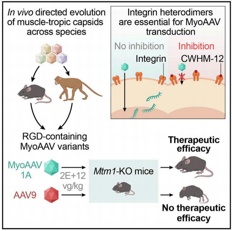 Cell Aav Bydrug