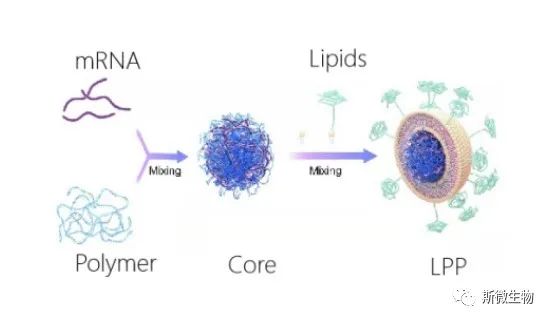 Lpp Fast 斯微生物LPP递送技术继欧美、日本等国家授权后,正式获中国授权!医药新闻-ByDrug-一站式医药资源共享中心-医药魔方