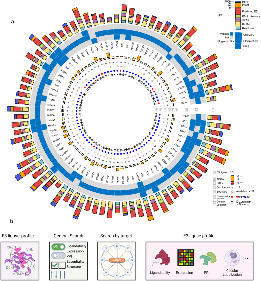 PROTAC领域重要发现：1篇论文“揭秘”76个潜力E3连接酶 | Nature子刊医药新闻-ByDrug-一站式医药资源共享中心-医药魔方