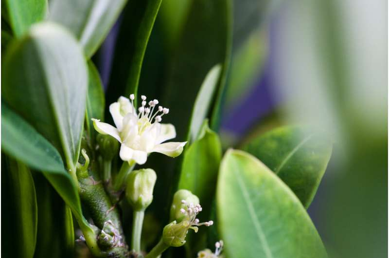 历时15年，古柯植物托烷生物碱合成「缺失步骤」终被确认医药新闻-ByDrug-一站式医药资源共享中心-医药魔方