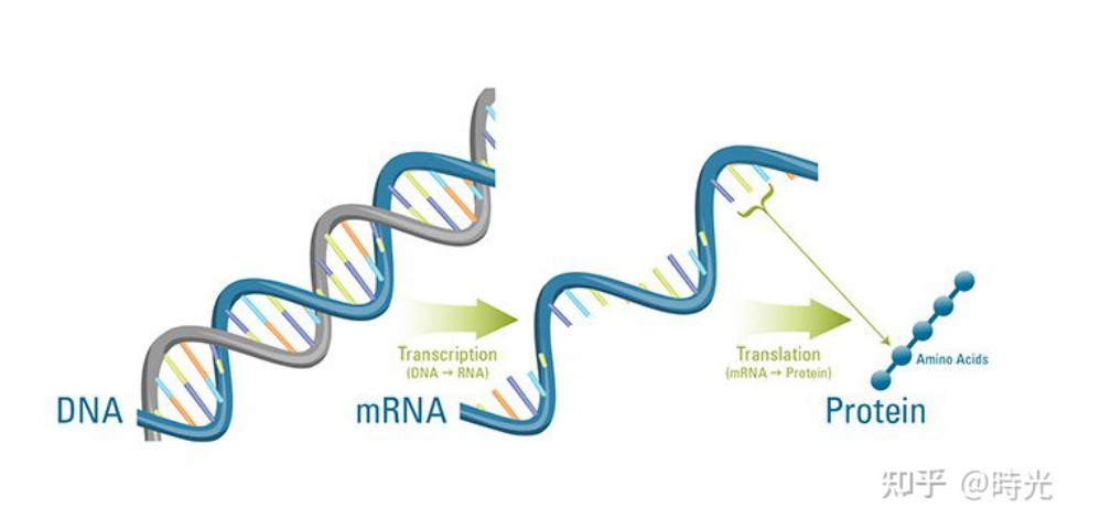 与时间赛跑:mRNA疫苗的技术竞赛医药新闻-ByDrug-一站式医药资源共享中心-医药魔方