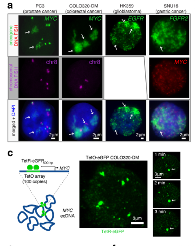 EcDNA和表观再次神结合,发现ecDNA在癌细胞内“团伙作案”医药新闻-ByDrug-一站式医药资源共享中心-医药魔方