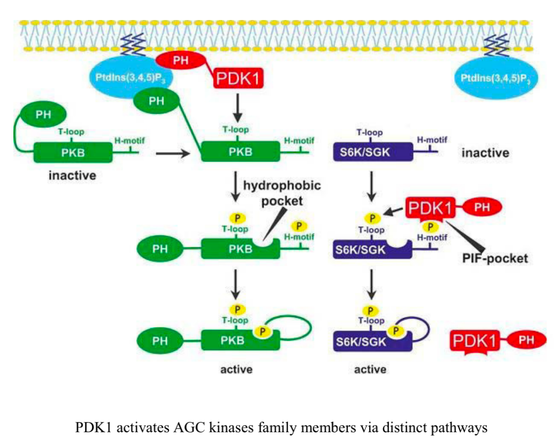 综述｜各类免疫代谢信号通路介绍医药新闻-ByDrug-一站式医药资源共享中心-医药魔方