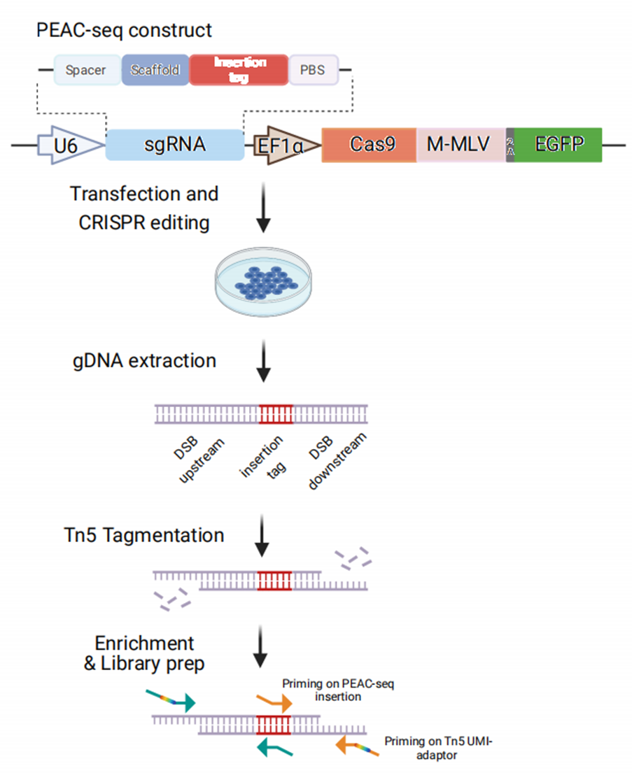 Peac Sample PEAC-seq | 基因编辑安全性评估新方案医药新闻-ByDrug-一站式医药资源共享中心-医药魔方