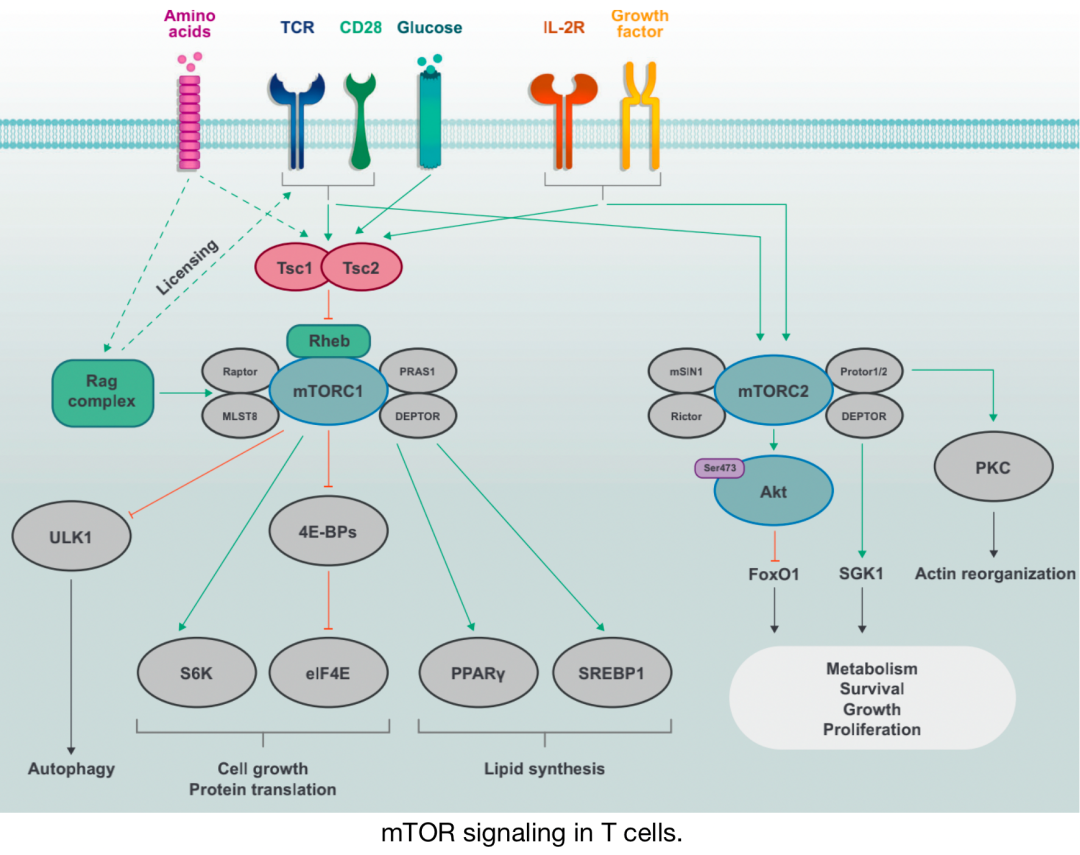 综述｜各类免疫代谢信号通路介绍医药新闻-ByDrug-一站式医药资源共享中心-医药魔方