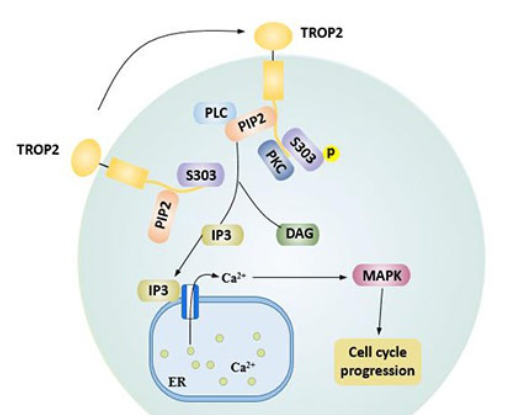 Trop Algorithm Acep Trop-2 ADC亚洲上市,国内竞争格局如何?医药新闻-ByDrug-一站式医药资源共享中心-医药魔方
