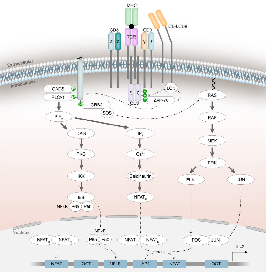 CD3靶点在前沿开发中的挑战和进展医药新闻-ByDrug-一站式医药资源共享中心-医药魔方