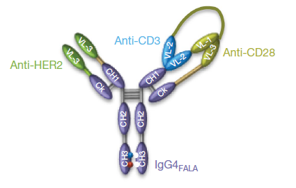 Nature里程碑：乳腺癌治疗“新兵”——HER2/CD3×CD28三特异性抗体医药新闻-ByDrug-一站式医药资源共享中心-医药魔方