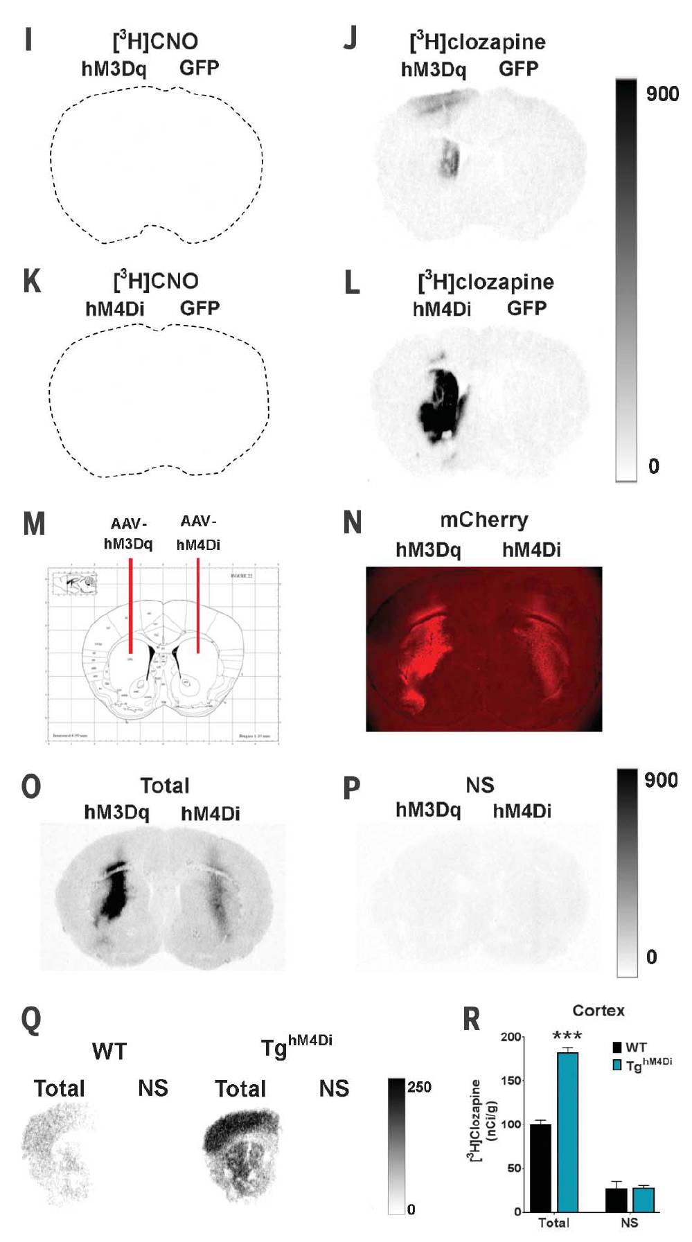 【Science】争议？重磅！化学遗传DREADD技术的最佳配体竟不是CNO！医药新闻-ByDrug-一站式医药资源共享中心-医药魔方