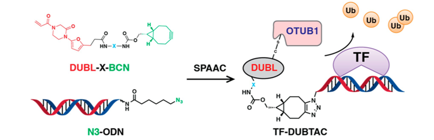 Dubca Cell Line 攻克“不可成药”靶点,TF-DUBTAC来了!医药新闻-ByDrug-一站式医药资源共享中心-医药魔方